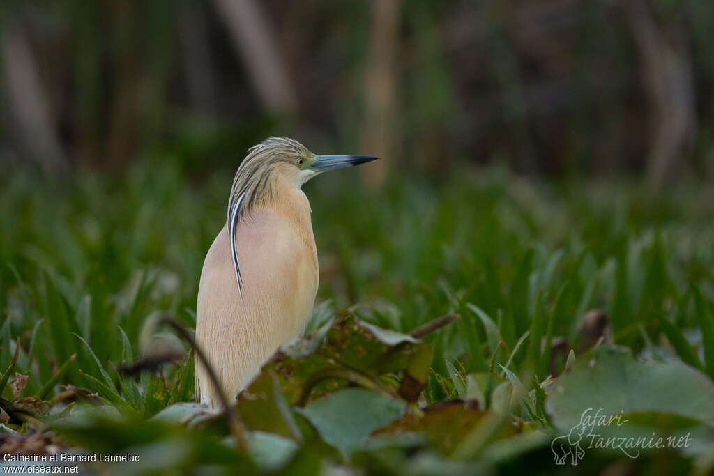 Squacco Heronadult breeding, habitat