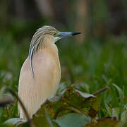 Squacco Heron