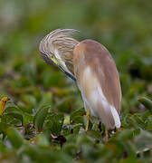 Squacco Heron