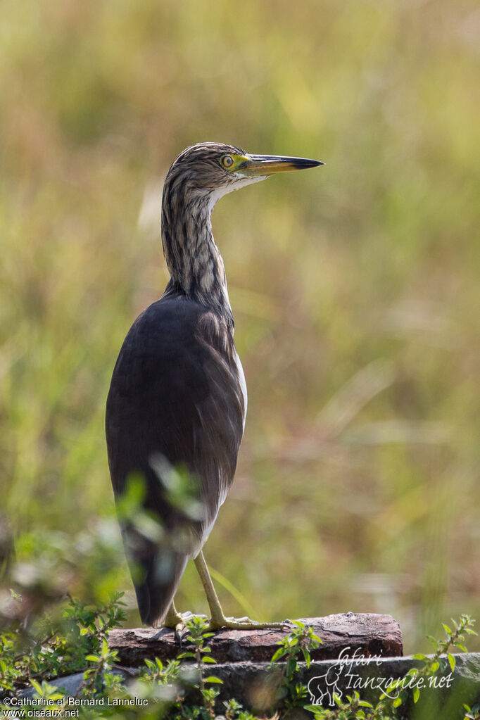 Chinese Pond Heronadult post breeding