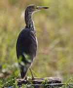 Chinese Pond Heron