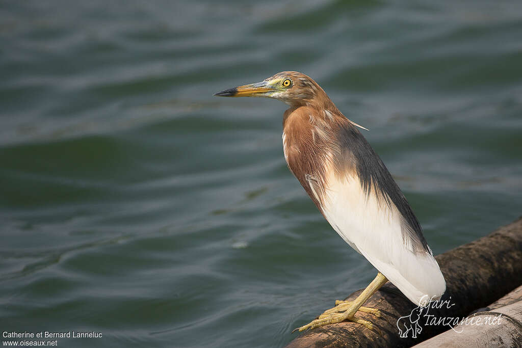 Chinese Pond Heronadult breeding, identification