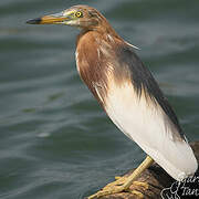 Chinese Pond Heron