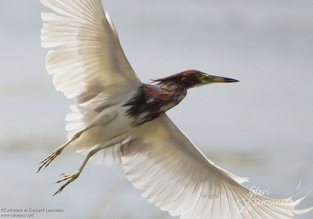 Chinese Pond Heronadult breeding, Flight