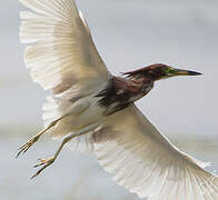 Chinese Pond Heron