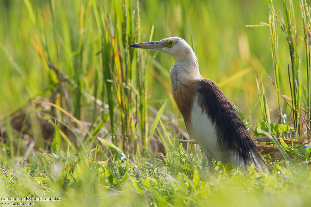 Crabier malaisadulte nuptial, identification