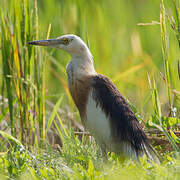 Javan Pond Heron