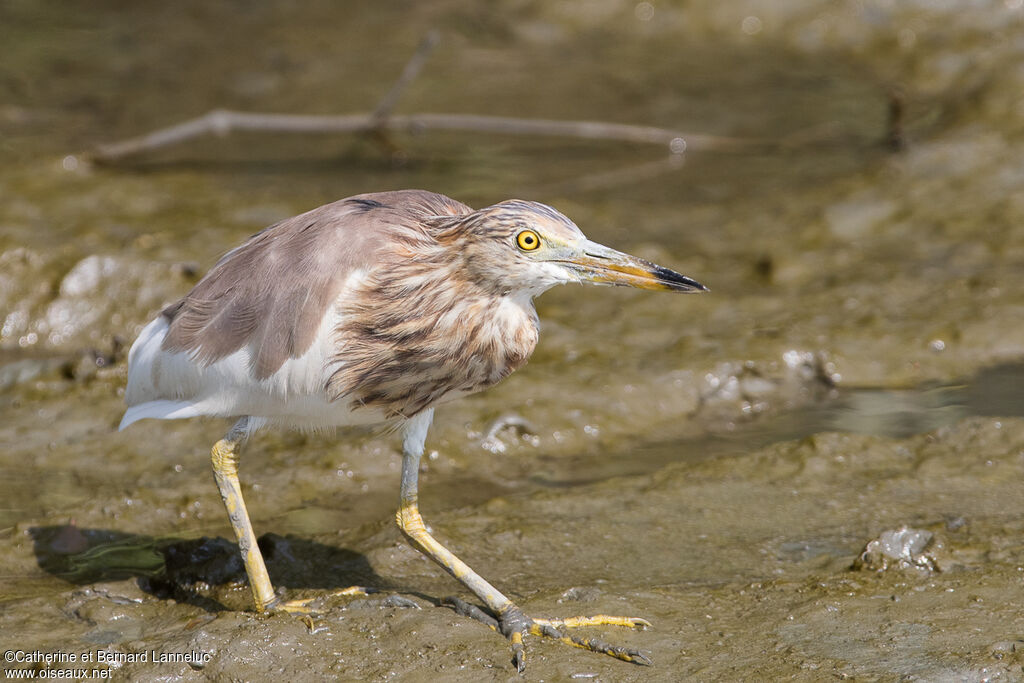 Javan Pond Heronadult transition