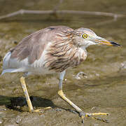 Javan Pond Heron