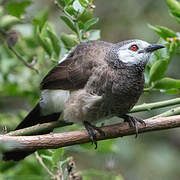 White-rumped Babbler