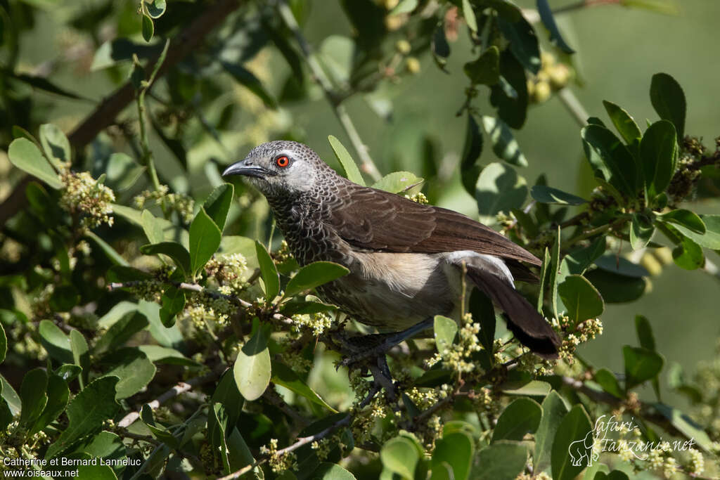 White-rumped Babbleradult, identification