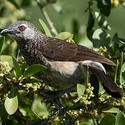 White-rumped Babbler