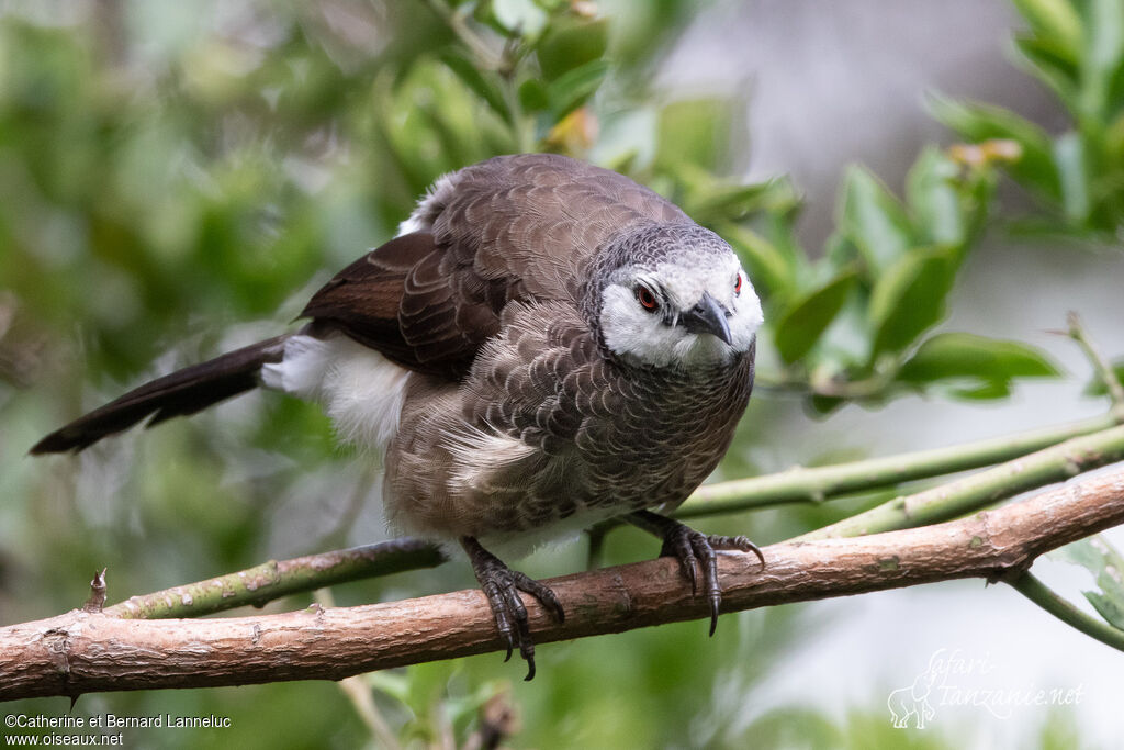 White-rumped Babbleradult