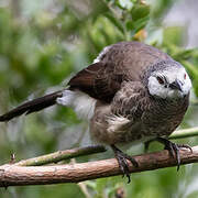 White-rumped Babbler