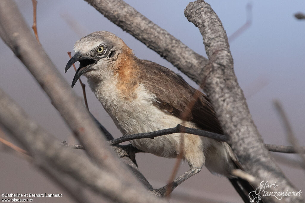 Bare-cheeked Babbleradult