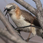 Bare-cheeked Babbler