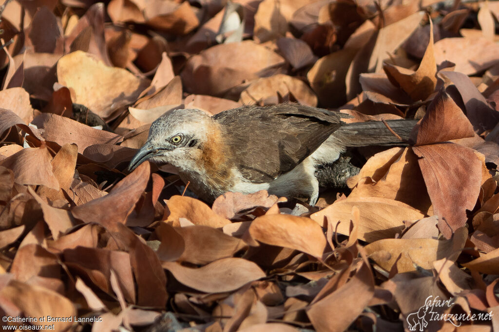 Bare-cheeked Babbleradult, feeding habits