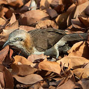 Bare-cheeked Babbler