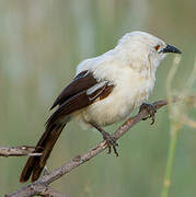 Southern Pied Babbler