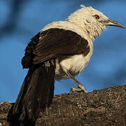 Southern Pied Babbler