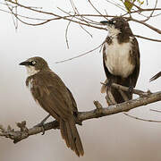 Northern Pied Babbler