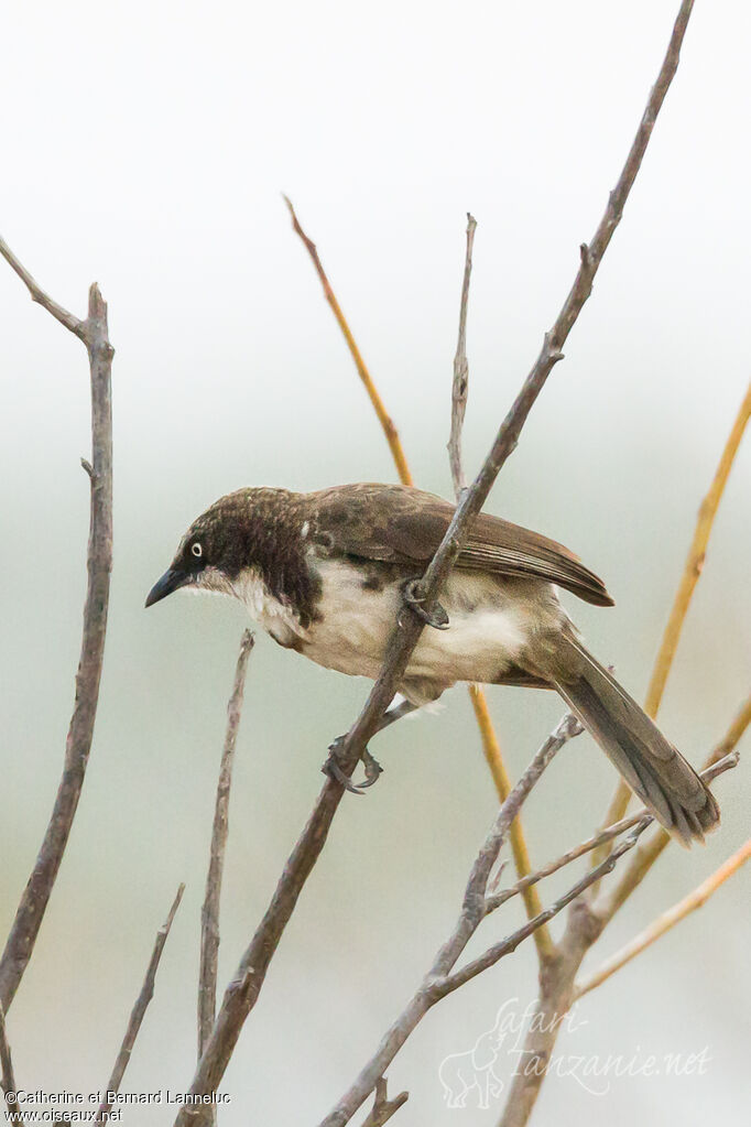 Northern Pied Babbleradult, identification