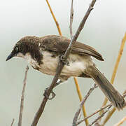 Northern Pied Babbler