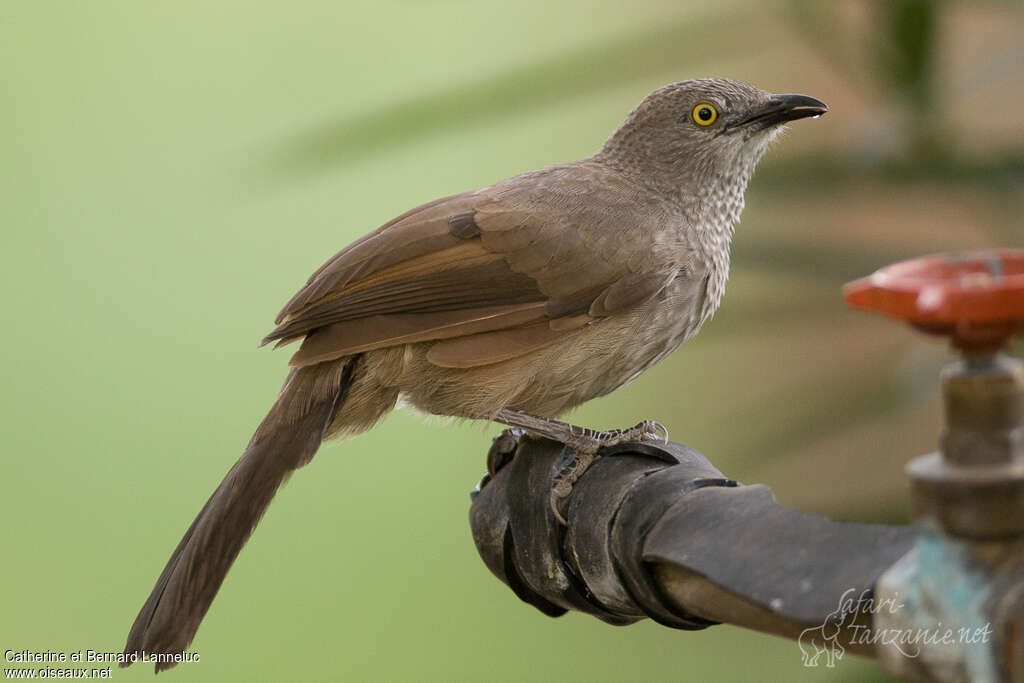 Brown Babbleradult, identification