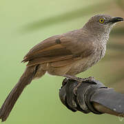 Brown Babbler