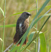 Hartlaub's Babbler