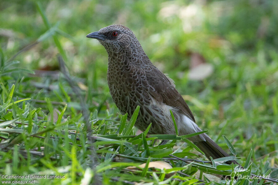 Cratérope de Hartlaubadulte, identification