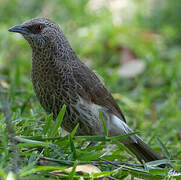 Hartlaub's Babbler