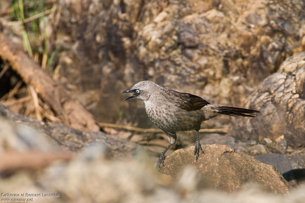 Black-lored Babbleradult, Behaviour