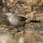 Black-lored Babbler