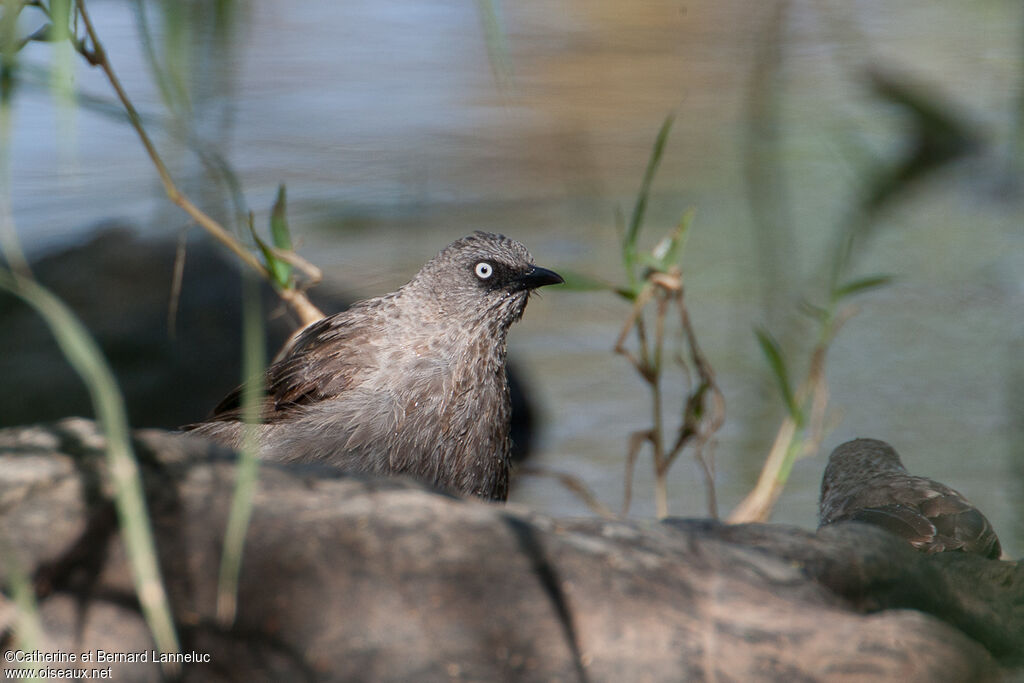 Black-lored Babbleradult, care