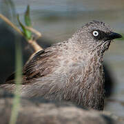 Black-lored Babbler