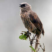 Black-lored Babbler