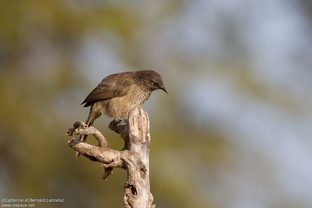 Arrow-marked Babbler