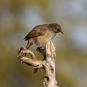 Arrow-marked Babbler