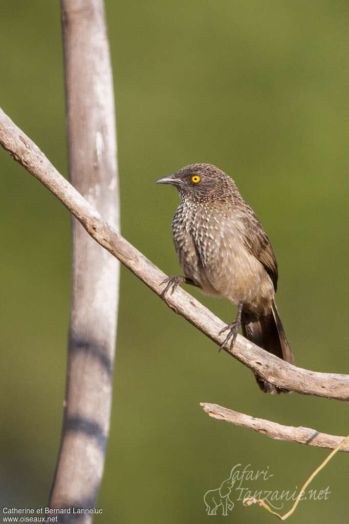 Arrow-marked Babbleradult, identification
