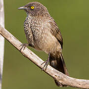 Arrow-marked Babbler