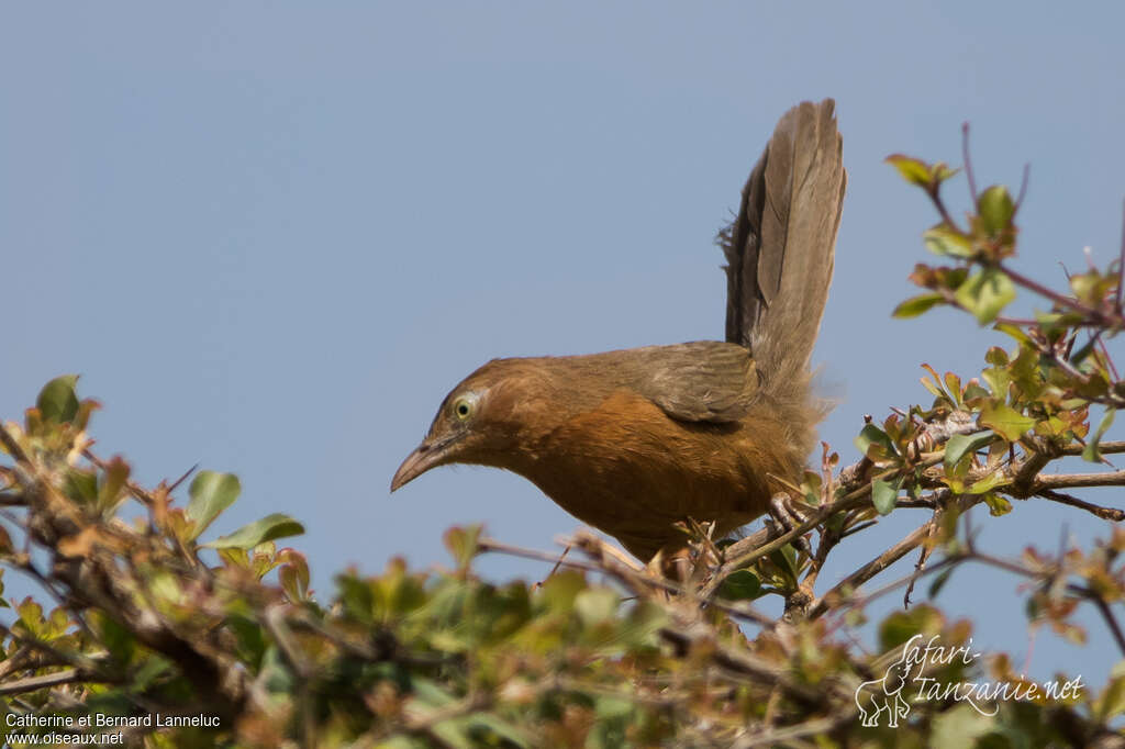 Rufous Chattereradult, identification