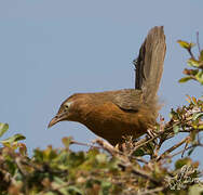 Rufous Chatterer