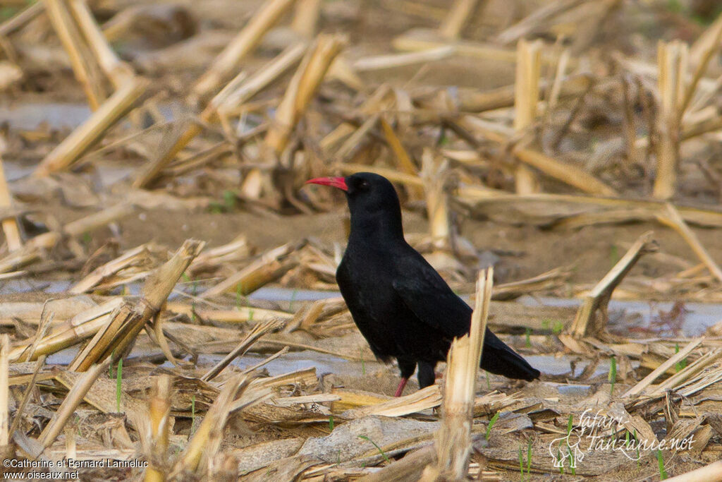 Red-billed Choughadult, feeding habits