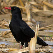 Red-billed Chough