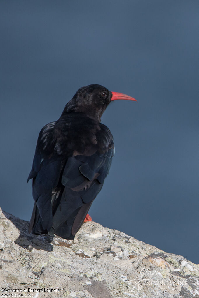 Red-billed Choughadult, identification