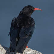 Red-billed Chough