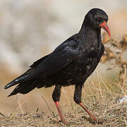 Red-billed Chough