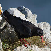 Red-billed Chough