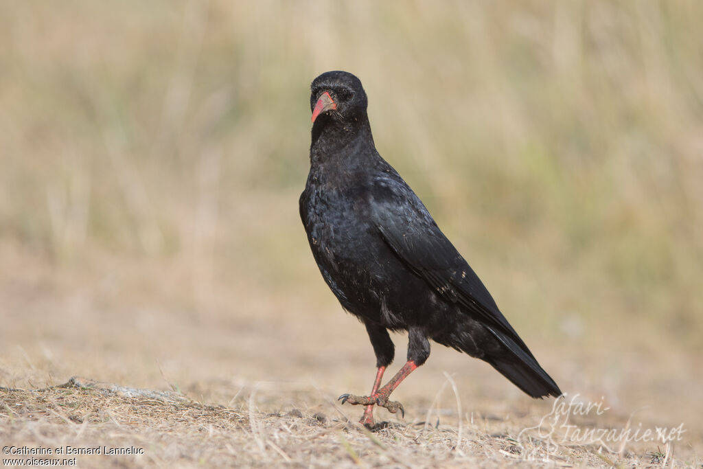 Red-billed Choughadult, walking